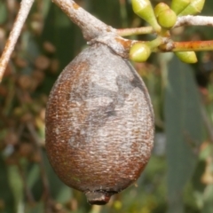 Apiomorpha sp. (genus) (A gall forming scale) at Freshwater Creek, VIC - 9 Feb 2024 by WendyEM