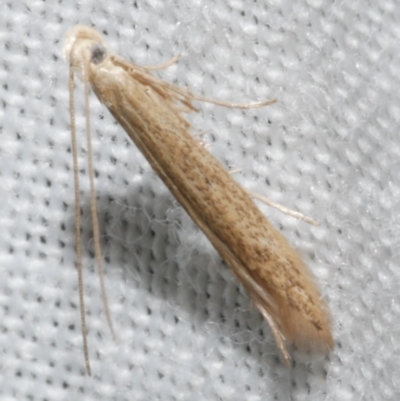 Batrachedra (genus) (The single genus of family Batrachedridae) at Freshwater Creek, VIC - 12 Feb 2024 by WendyEM