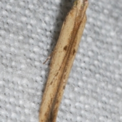 Batrachedra (genus) (The single genus of family Batrachedridae) at Freshwater Creek, VIC - 12 Feb 2024 by WendyEM