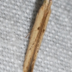 Batrachedra (genus) (The single genus of family Batrachedridae) at Freshwater Creek, VIC - 12 Feb 2024 by WendyEM