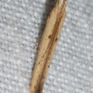 Batrachedra (genus) at suppressed - 12 Feb 2024 01:59 AM