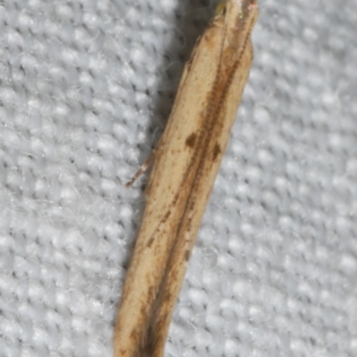 Batrachedra (genus) (The single genus of family Batrachedridae) at Freshwater Creek, VIC - 11 Feb 2024 by WendyEM