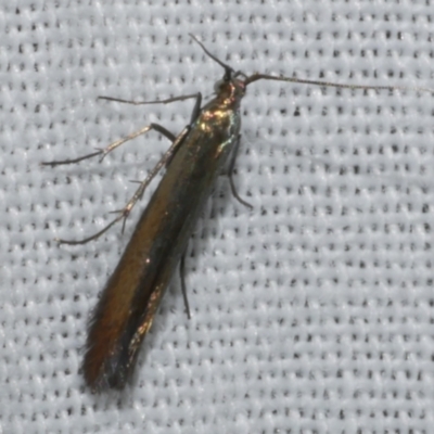 Unidentified Other moth at Freshwater Creek, VIC - 11 Feb 2024 by WendyEM