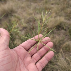 Hakea microcarpa at Namadgi National Park - 13 Mar 2024 02:55 PM