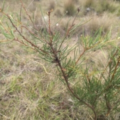 Hakea microcarpa at Namadgi National Park - 13 Mar 2024 02:55 PM