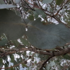 Eucalyptus rubida subsp. rubida (Candlebark) at Namadgi National Park - 13 Mar 2024 by Wildlifewarrior80