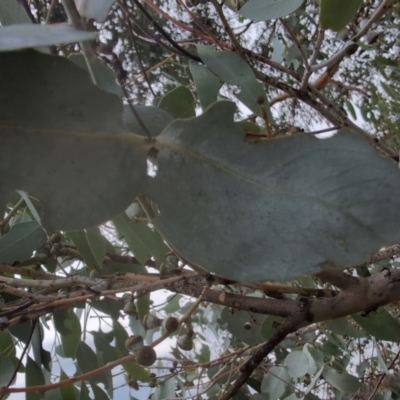 Eucalyptus rubida subsp. rubida (Candlebark) at Namadgi National Park - 13 Mar 2024 by Wildlifewarrior80