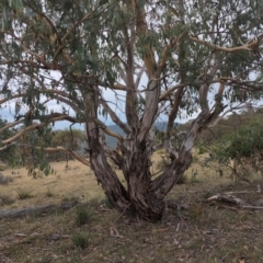 Eucalyptus rubida subsp. rubida at Namadgi National Park - 13 Mar 2024