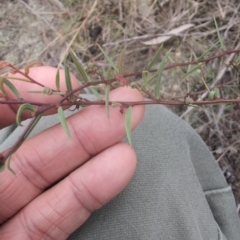 Acacia siculiformis (Dagger Wattle) at Namadgi National Park - 13 Mar 2024 by brettguy80