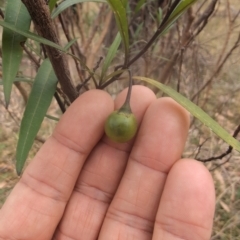 Solanum linearifolium at Namadgi National Park - 13 Mar 2024