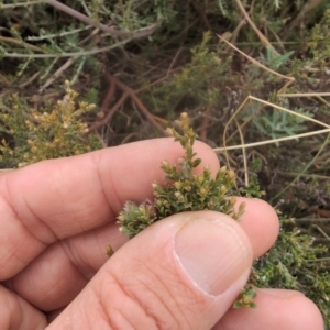 Mirbelia oxylobioides at Namadgi National Park - 13 Mar 2024