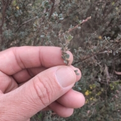 Leptospermum myrtifolium (Myrtle Teatree) at Namadgi National Park - 13 Mar 2024 by brettguy80