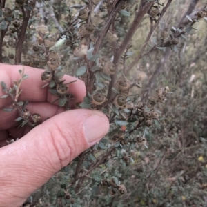 Leptospermum myrtifolium at Namadgi National Park - 13 Mar 2024