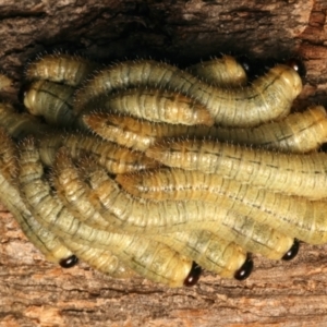 Pergidae sp. (family) at Mount Ainslie - 17 Mar 2024