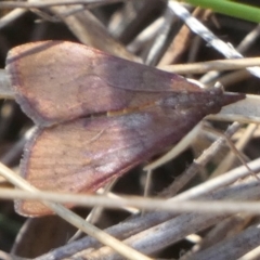 Uresiphita ornithopteralis (Tree Lucerne Moth) at QPRC LGA - 18 Mar 2024 by Paul4K