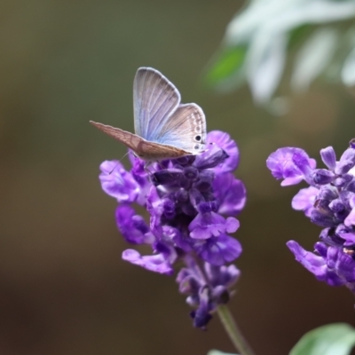 Lampides boeticus (Long-tailed Pea-blue) at Cook, ACT - 18 Mar 2024 by Tammy