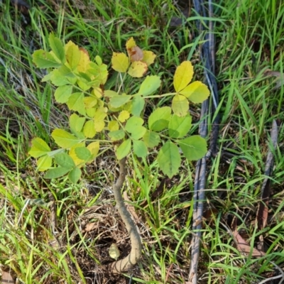 Fraxinus sp. (An Ash) at Isaacs Ridge NR (ICR) - 18 Mar 2024 by Mike