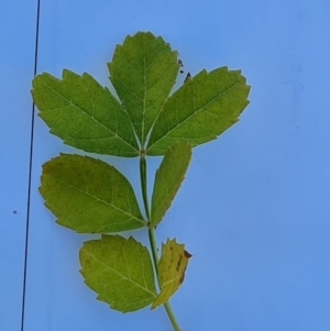 Fraxinus sp. at Isaacs Ridge NR (ICR) - 19 Mar 2024 09:55 AM