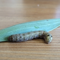 Spodoptera litura (Cluster Caterpillar, Tobacco Cutworm) at Franklin, ACT - 12 Mar 2024 by chriselidie