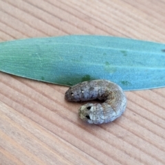 Spodoptera litura at Franklin, ACT - suppressed