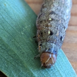 Spodoptera litura at Franklin, ACT - suppressed