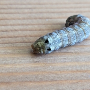 Spodoptera litura at Franklin, ACT - suppressed