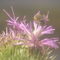 Apiformes (informal group) (Unidentified bee) at Ainslie Volcanics Grassland (AGQ) - 18 Mar 2024 by MichaelMulvaney