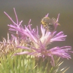 Apiformes (informal group) (Unidentified bee) at Ainslie Volcanics Grassland (AGQ) - 19 Mar 2024 by MichaelMulvaney