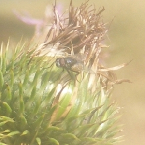 Muscoidea (super family) at Ainslie Volcanics Grassland (AGQ) - 19 Mar 2024 10:25 AM