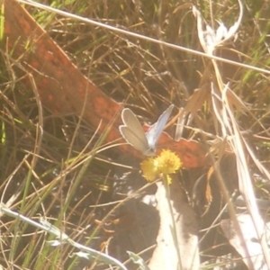 Zizina otis at Ainslie Volcanics Grassland (AGQ) - 19 Mar 2024