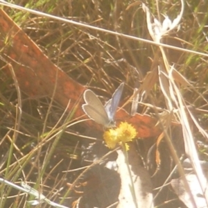 Zizina otis at Ainslie Volcanics Grassland (AGQ) - 19 Mar 2024