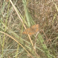 Junonia villida (Meadow Argus) at Ainslie Volcanics Grassland (AGQ) - 19 Mar 2024 by MichaelMulvaney