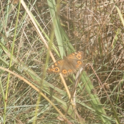 Junonia villida (Meadow Argus) at Ainslie Volcanics Grassland (AGQ) - 19 Mar 2024 by MichaelMulvaney