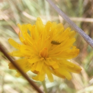 Dasytinae (subfamily) at Ainslie Volcanics Grassland (AGQ) - 19 Mar 2024