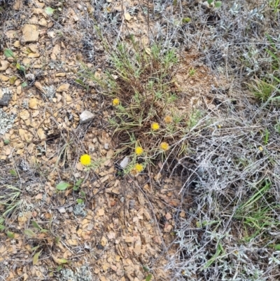 Rutidosis leptorhynchoides (Button Wrinklewort) at Crace Grasslands - 7 Dec 2023 by EmilySutcliffe