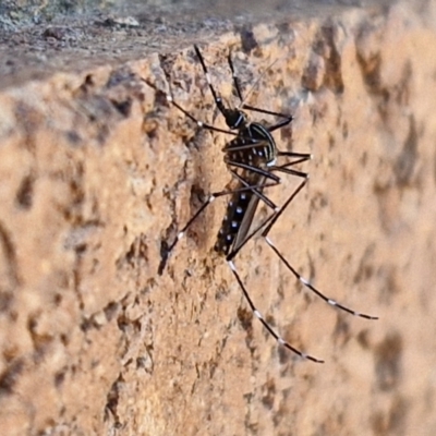 Aedes sp. (genus) (Mosquito) at Lyneham, ACT - 19 Mar 2024 by trevorpreston