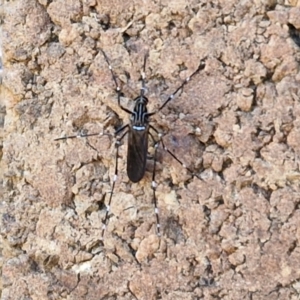 Aedes sp. (genus) at Lyneham, ACT - 19 Mar 2024