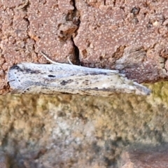 Faveria tritalis (Couchgrass Webworm) at Sullivans Creek, Lyneham South - 19 Mar 2024 by trevorpreston