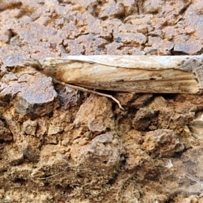 Faveria tritalis (Couchgrass Webworm) at Lyneham, ACT - 19 Mar 2024 by trevorpreston