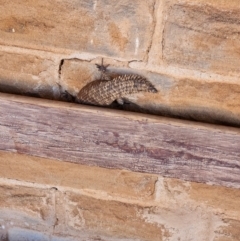 Egernia stokesii (Gidgee Skink) at Milparinka, NSW - 19 Mar 2024 by AaronClausen