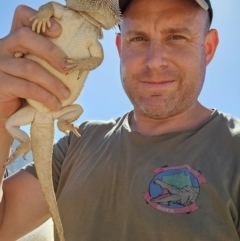 Pogona vitticeps (Central Bearded Dragon) at Packsaddle, NSW - 19 Mar 2024 by AaronClausen