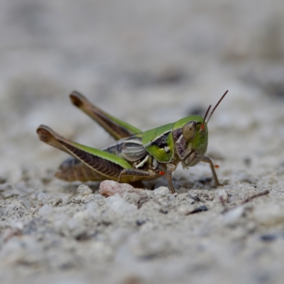 Praxibulus sp. (genus) (A grasshopper) at Tharwa, ACT - 28 Feb 2024 by KorinneM