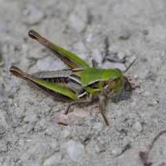 Praxibulus sp. (genus) at Gibraltar Pines - 28 Feb 2024 03:20 PM