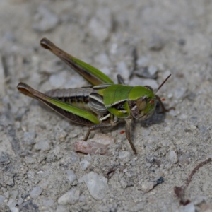 Praxibulus sp. (genus) at Gibraltar Pines - 28 Feb 2024