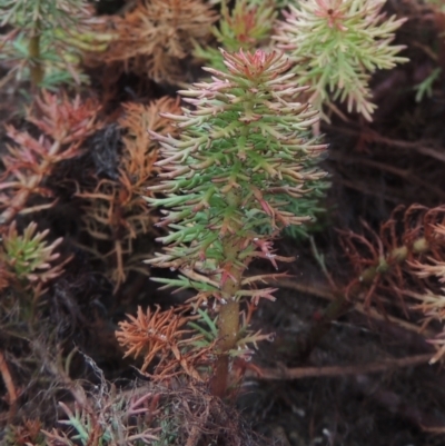 Myriophyllum crispatum (Water Millfoil) at Bonner, ACT - 4 Nov 2023 by michaelb