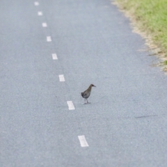 Lewinia pectoralis (Lewin's Rail) at Fyshwick, ACT - 18 Mar 2024 by ReeniRooMartinez