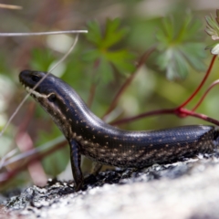 Eulamprus tympanum (Southern Water Skink) at Gibraltar Pines - 28 Feb 2024 by KorinneM