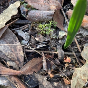 Thelymitra sp. at Black Mountain - 19 Mar 2024