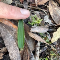 Thelymitra sp. at Black Mountain - 19 Mar 2024