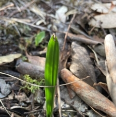 Thelymitra sp. at Black Mountain - 19 Mar 2024